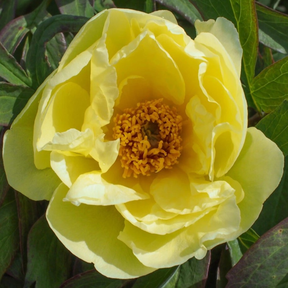 Daffodil-tetzlaff Daffodil - Pilt 1