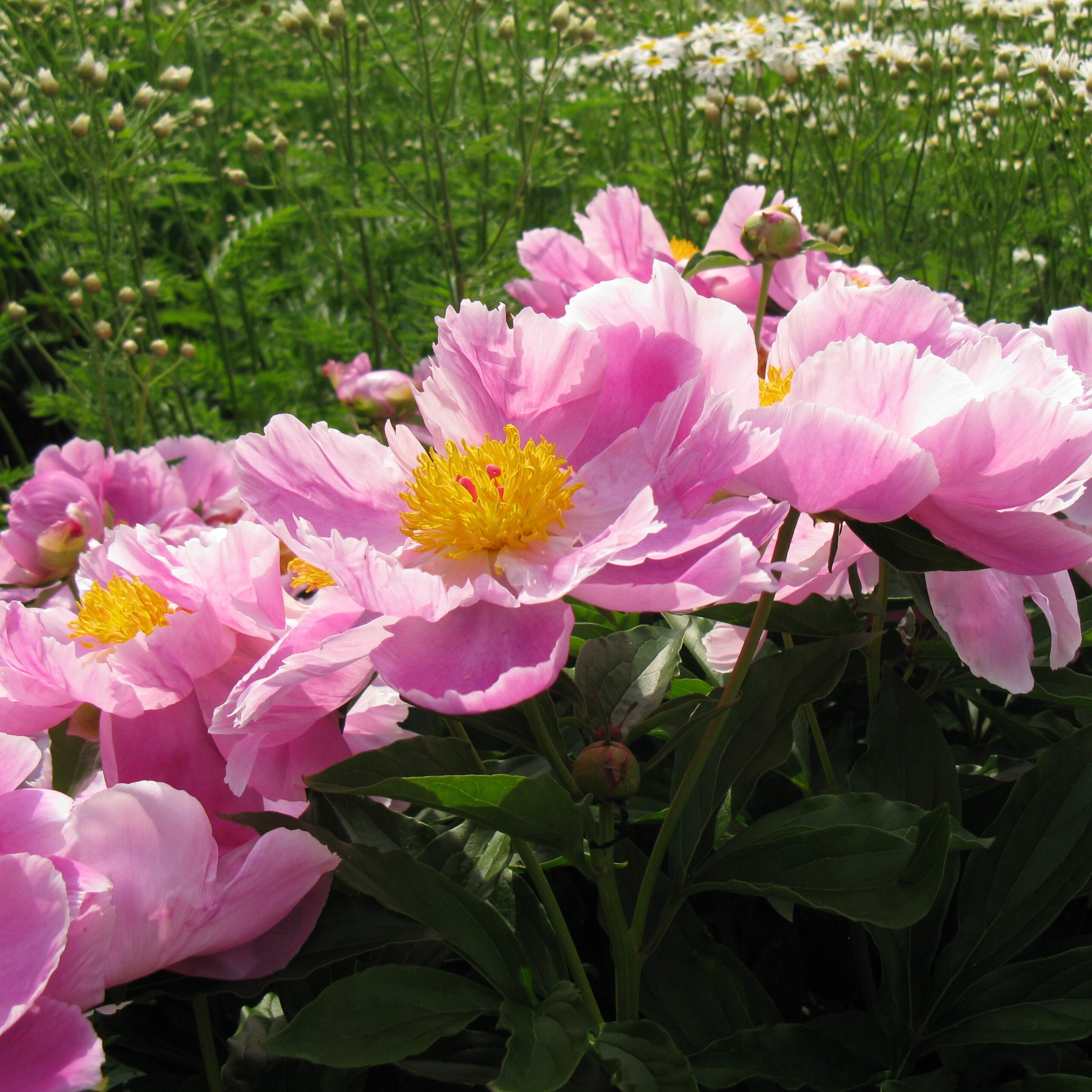Paeonia lactiflora 'Danute' Danute - Pilt 1