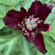 Dark Eyes - Pilt 5