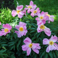Dawn Pink - Pilt 2