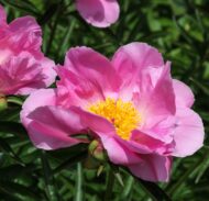 Dawn Pink
