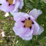 Paeonia decomposita