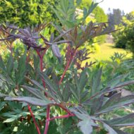 Paeonia delavayi F1 - Pilt 4