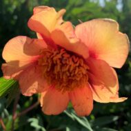 Paeonia delavayi F1 - Pilt 2