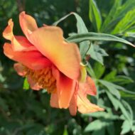Paeonia delavayi F1 - Pilt 3