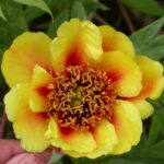 Paeonia delavayi (kollane/oranzh)