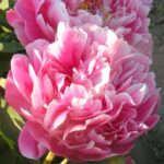 Drostalina