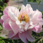 Duchesse d' Orleans