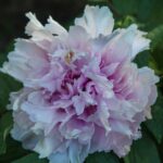 Duchesse de Morny