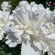 Duchesse de Morny - Pilt 2