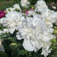 Duchesse de Morny - Pilt 4