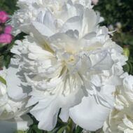 Duchesse de Morny - Pilt 3