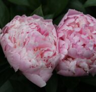 Eden's Perfume - Pilt 3