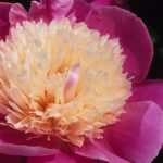Embraceable Pink