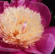 Embraceable Pink