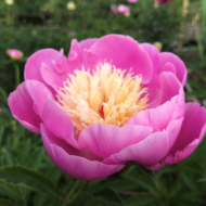Embraceable Pink - Pilt 2