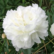 Enchanteresse - Pilt 2