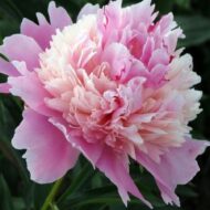 Evening Dream - Pilt 2