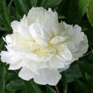 Excelsa - Pilt 3