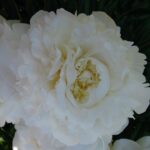 Excelsa