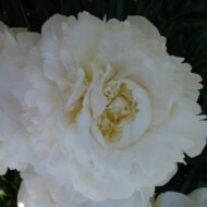 Excelsa