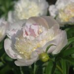 Fairys Petticoat