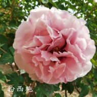 Fen Xi Shi