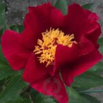 Fire of Vesta