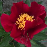 Fire of Vesta