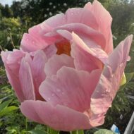 Flamingo - Pilt 4