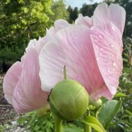 Flamingo - Pilt 5