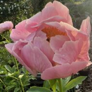 Flamingo - Pilt 6