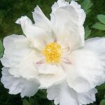 Flora