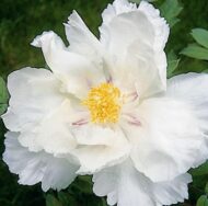 Flora