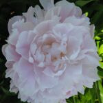 Freda
