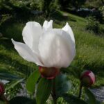 Garden Peace