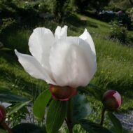 Garden Peace