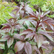 Garden Peace - Pilt 3