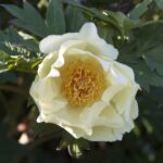 Garden Sunshine