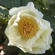 Garden Sunshine - Pilt 3