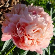 Glowing Raspberry Rose - Pilt 2