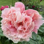 Glowing Raspberry Rose