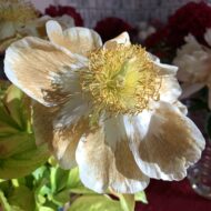 Golden Angel - Pilt 9