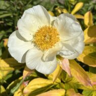 Golden Angel - Pilt 13