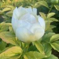 Golden Angel - Pilt 5
