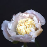 Golden Fleece