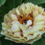 Golden Mandarin