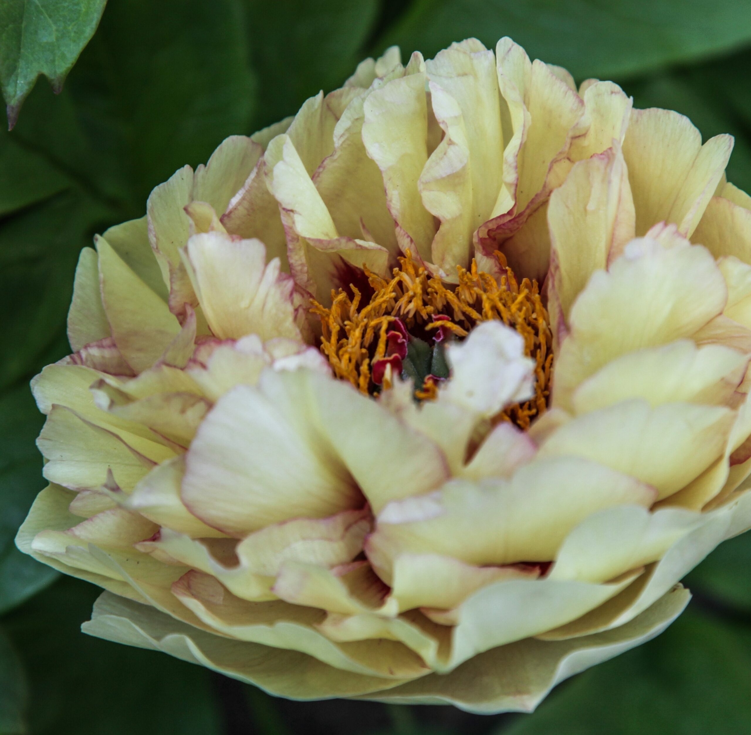 Golden-Mandarin-FR-CdS Golden Mandarin - Pilt 1