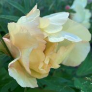 Golden Vanity - Pilt 5