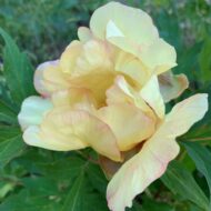 Golden Vanity - Pilt 6